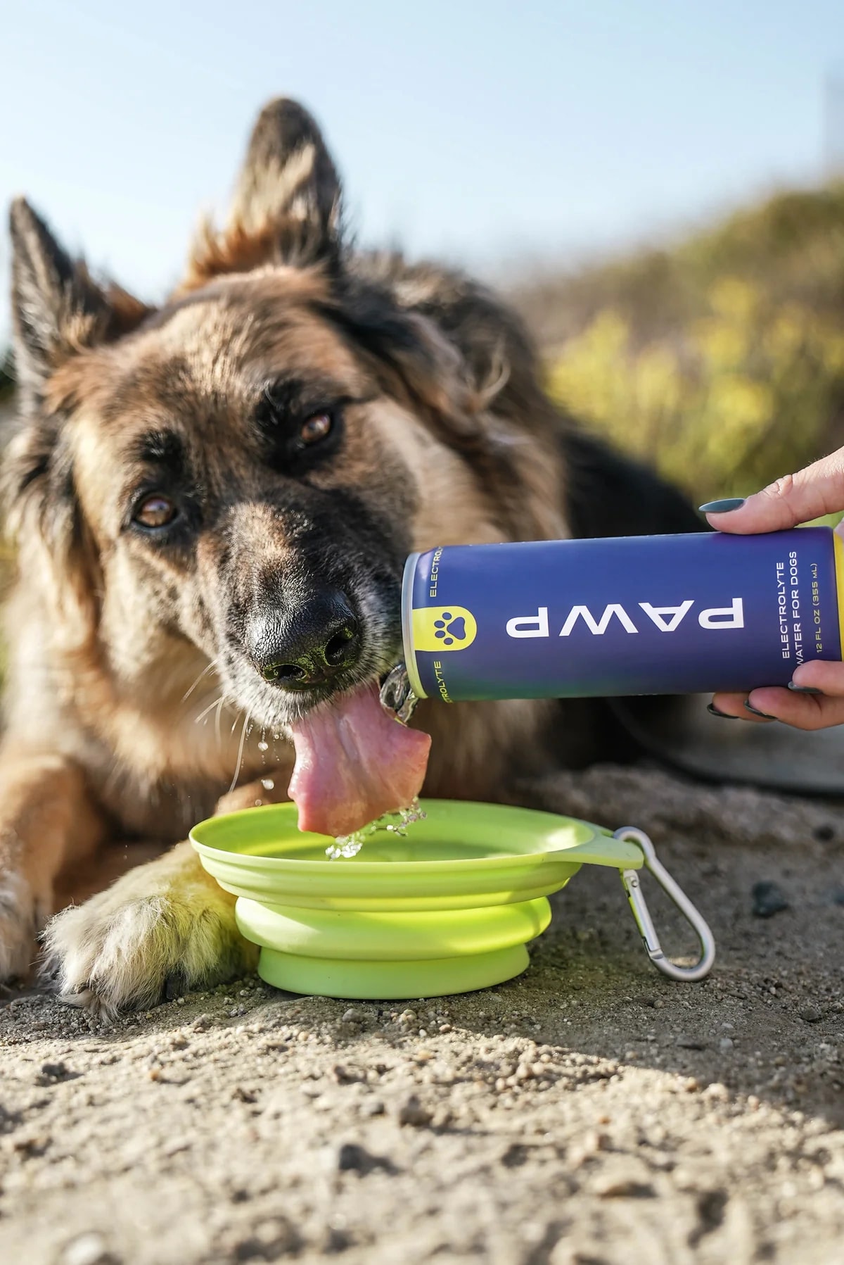 Pawp Water: a dog drinking from a bowl beside a can